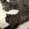 ナゴミん