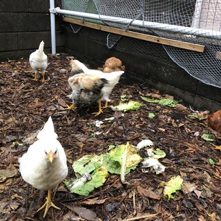 ニワトリ飼いたい方、ボリスブラウン