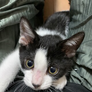 行政保護のベタ慣れちゃん！