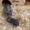 愛あたゃんさん