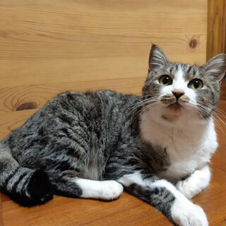 子猫を連れて来たお母さん猫‼️