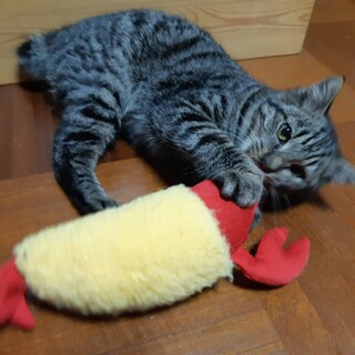 お母さん猫と一緒に来た男の子！