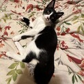 元気で優しいハチワレ子猫、ワーレ君