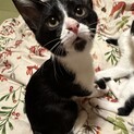甘えん坊でお転婆ハチワレ　ハッチちゃん