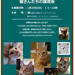 ◎大阪府豊中市・1月29日(日)猫さんたちの譲渡会開催◎ サムネイル1
