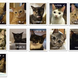 ◎大阪府豊中市・1月29日(日)猫さんたちの譲渡会開催◎ サムネイル2
