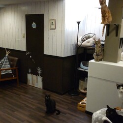 ◎大阪府豊中市・1月29日(日)猫さんたちの譲渡会開催◎ サムネイル3