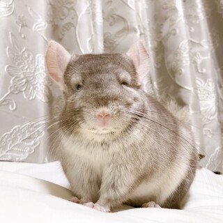 応募者多数のため一旦停止させていただきます。