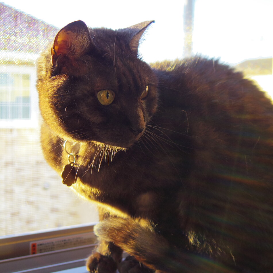 瓈麻（りま）のカバー写真