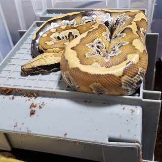 ブラッドパイソンの里親募集（経験者のみ）