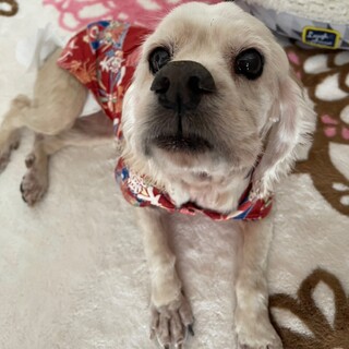 家族大募集　アメコカ　エリーちゃん