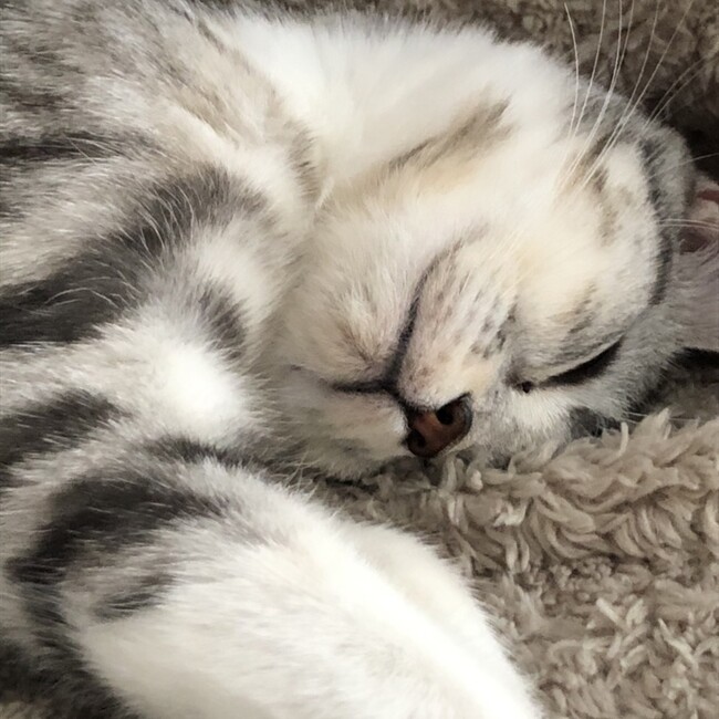 こずねぇーさんのカバー写真