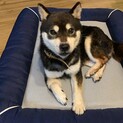 【小さな黒柴　琉奈ちゃん】推定8才