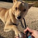 推定2018年生MIX犬茶白♂タビくん♡
