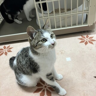 目がくりくりもなかくん