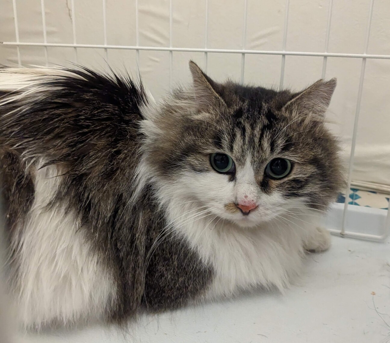 キジ白長毛の可愛い女のコ」千葉県 - 猫の里親募集(446130) :: ペット