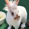 生涯可愛がって頂ける優しい里親さん募集 サムネイル2