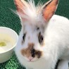 生涯可愛がって頂ける優しい里親さん募集 サムネイル4