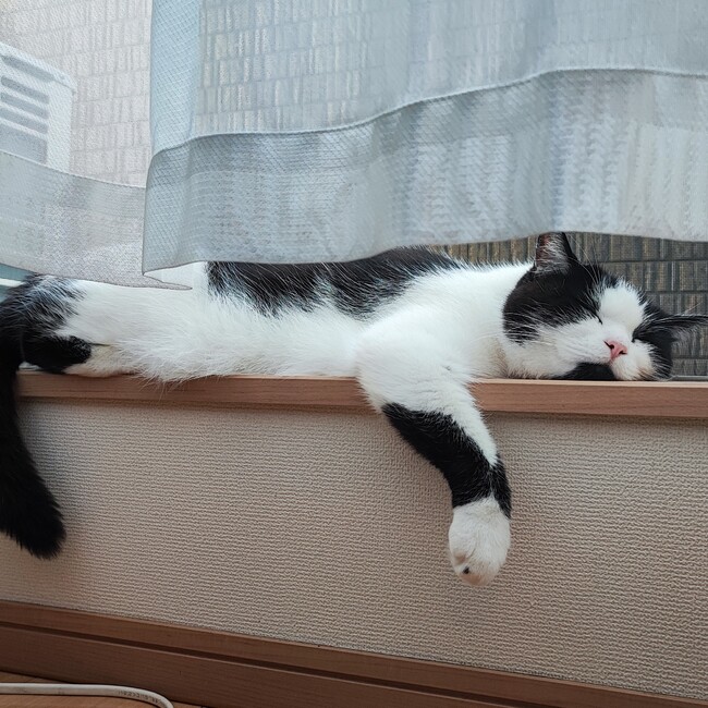 さむけんのカバー写真