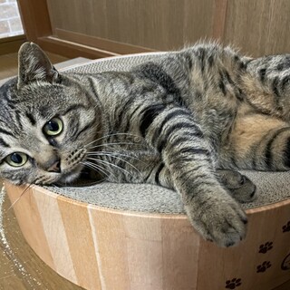 【急募】おおらかで甘えん坊のいい子さん