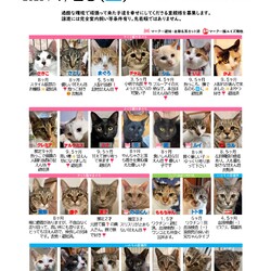 保護ねこ譲渡会inさぽらんて
