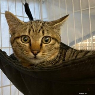 ハンモック好きな まめくん