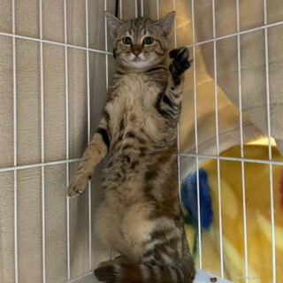 二本立ちのうめちゃん