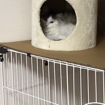 狭いところも好きそうです