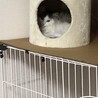 狭いところも好きそうです