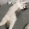 落ち着いています