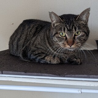 甘えん坊のキジトラの女の子　出来れば２匹一緒に!