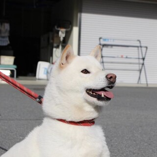 白柴mix？の僕くんです