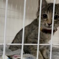 甘えん坊なにゃんこ。1月31日まで。