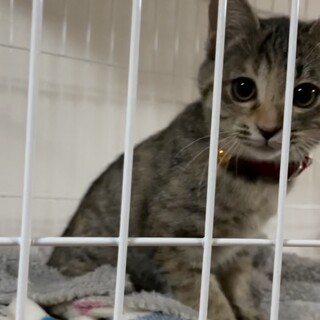 甘えん坊なにゃんこ。1月31日まで。