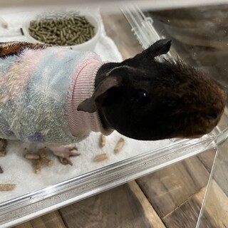 スキニーギニアピック　メス2匹オス2匹