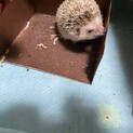 ハリネズミの8ヶ月のオス