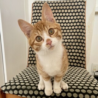 【お見合い随時】陽気で元気な甘えん坊★