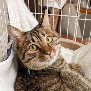 誰にでもなれなれゴロスリ❤️キジトラ男子