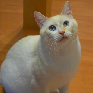 おっとり系の甘えん坊♡白猫のごまくん