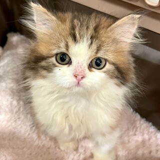 C22-W1160　ちょこちょこ活発♪