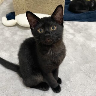 おてんば子猫のサンちゃん