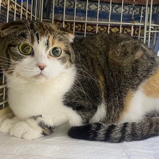 スコティッシュmixのミミちゃん