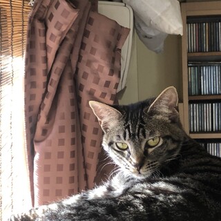 幸運の鍵尾、甘えん坊のきじこちゃん6か月