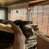 幸運の鍵尾、甘えん坊のきじこちゃん6か月 サムネイル6
