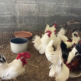 チャボ　複数羽