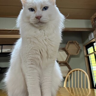 青い瞳のイケメン君「たまくん」【飛騨】