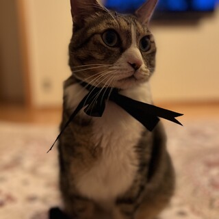 イケメンツンデレ猫