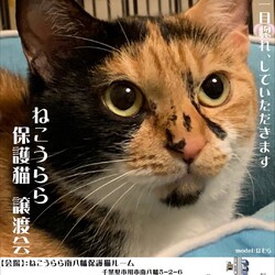 ねこうらら 保護猫譲渡会