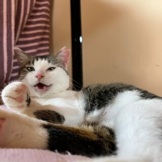 かまってのアピール上手「きしめんちゃん」【飛騨】