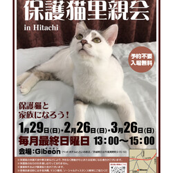 Save The Cat 保護猫里親会 in Hitachi サムネイル1